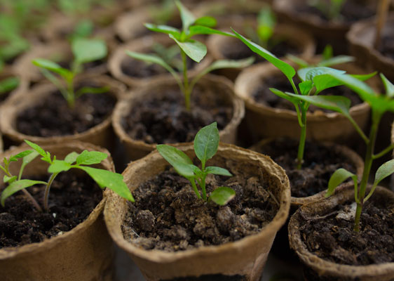 plants in pots